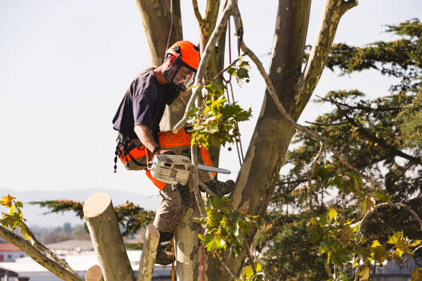 Tree Trimming Austin – The Importance of Pruning