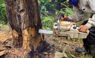 Tips For Proper Tree Cutting, Care, and Services