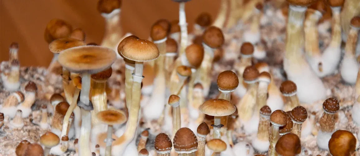 Instead of Magic Mushrooms, Try This for Anxiety