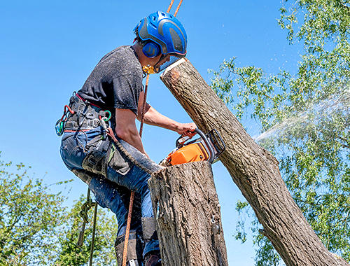 Tree Services: Maintaining Healthy Trees and Safer Outdoor Spaces Tree Services